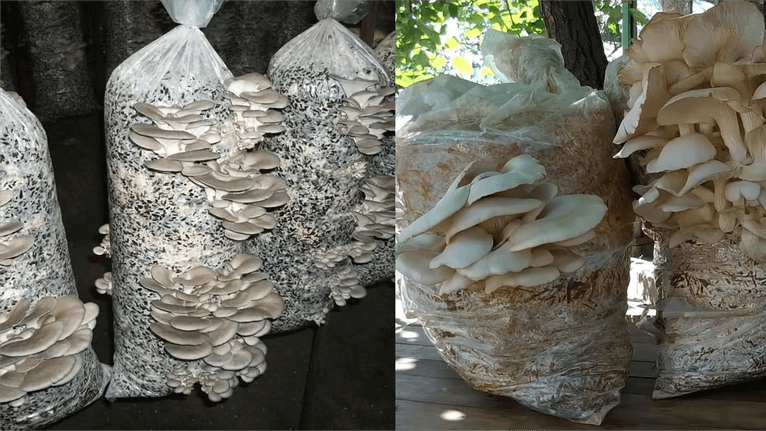 DIY Mushroom Glow Kits: Crafting Your Own Nature-Inspired Luminaries