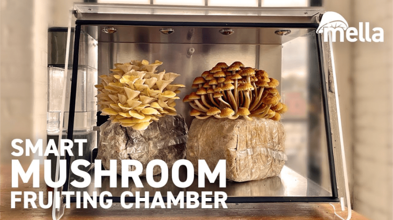 Mushroom Varieties That Glow in the Dark: A Visual Feast