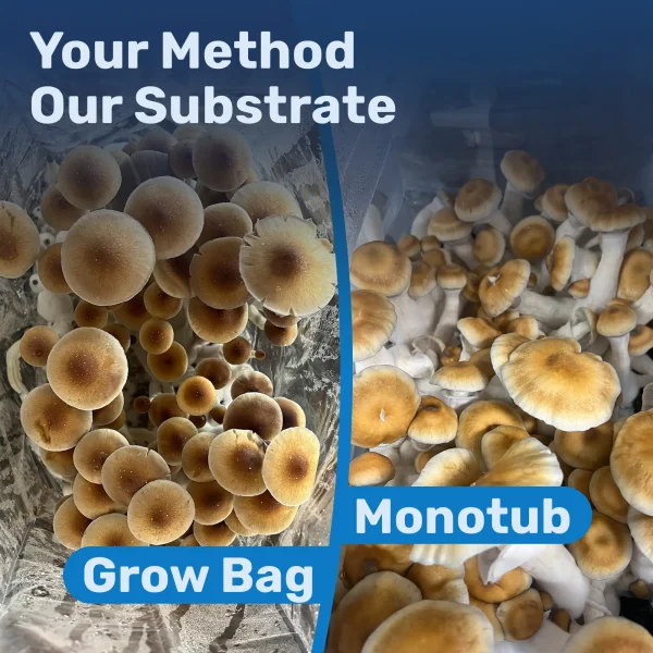 Bulk Substrate - Image 3