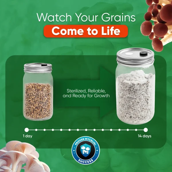 Sterile Grain Jars - Image 5